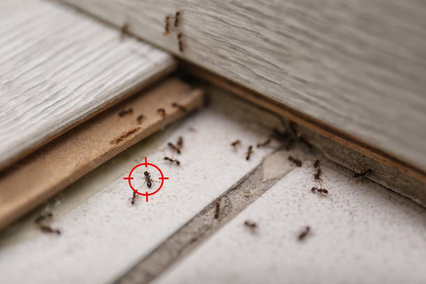Trusted Sherwood, OR Pest Control Experts
