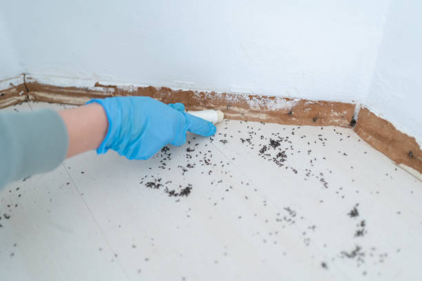 Best Local Pest Control Services  in Sherwood, OR